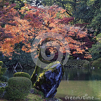 Momijis in Kenrokuen garden in Kanazawa Japan Stock Photo