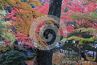 Momijis in Kenrokuen garden in Kanazawa Japan Stock Photo