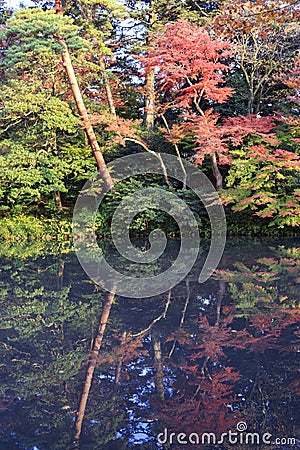 Momijis in Kenrokuen garden in Kanazawa Japan Stock Photo