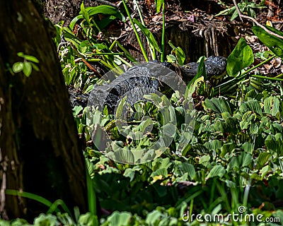 Momma American Alligator sunning itself Stock Photo