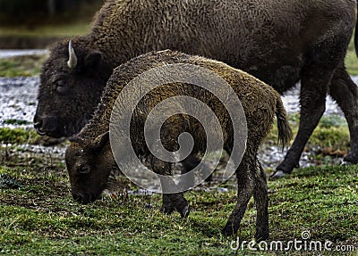 Momma and Baby Bison Stock Photo