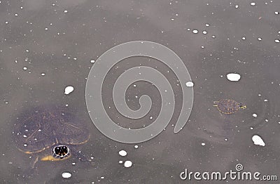 Momma and baby turtle in the water Stock Photo