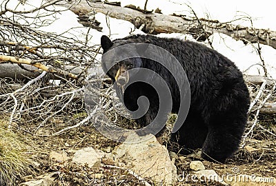 Momma black bear in yellowstone Stock Photo