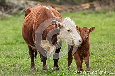 Momma Cow and Calf Stock Photo