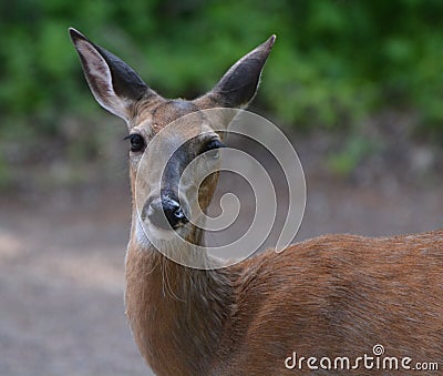 Momma deer Stock Photo