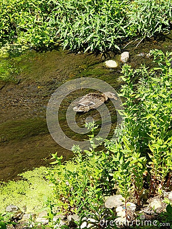 Momma Digging deep for food in the creek Stock Photo