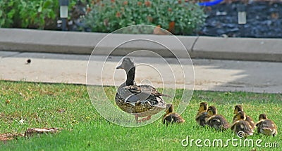 Momma Duck with Ducklings Stock Photo