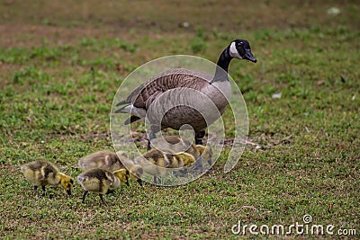 Momma Goose and Her Goslings Stock Photo