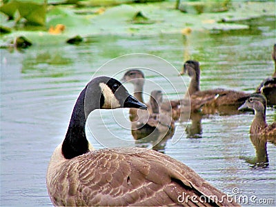 Momma Goose and Goslings Stock Photo