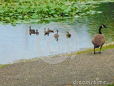 Momma Goose and Goslings Stock Photo