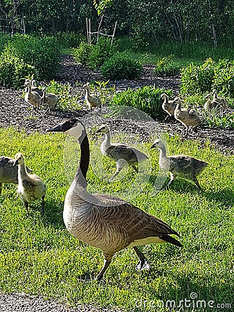 Canada geese Stock Photo