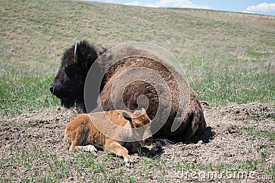 Momma Bison soaking up some sun with her baby Stock Photo