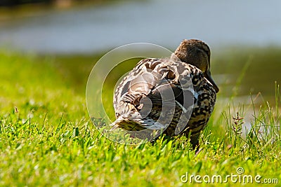 Momma Mallard Duck Stock Photo