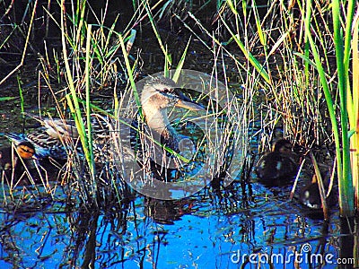 Momma Mallard with Ducklings in Grass Stock Photo