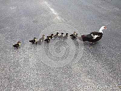 Momma Muscovy duck & her 11 little ones Stock Photo