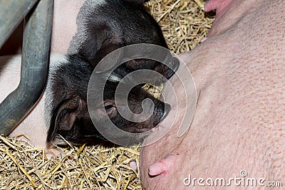 Momma pig feeding baby pigs Stock Photo