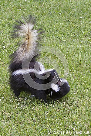 Momma Skunk Moving her Baby to Safety by Carrying it in her Mouth Stock Photo