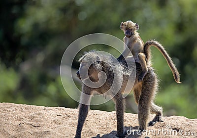 Mommy and Baby Baboon in Kruger National Park Stock Photo