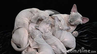 Hairless Little Pussy