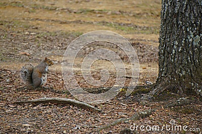 Mommy Squirrel Stock Photo