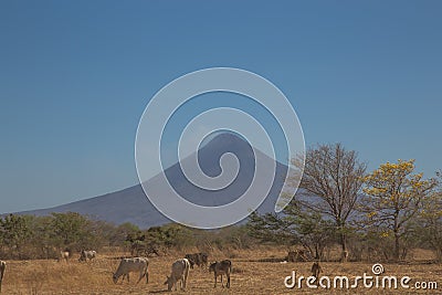 Momotombo view with field and cows Stock Photo
