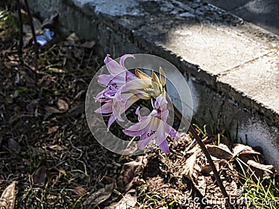 Flower in the Grounds of the Mon Repose Palace on the Greek Island of Corfu Stock Photo