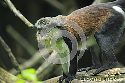 Mona monkey Stock Photo