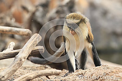 Mona monkey Stock Photo