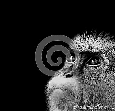 Mona Monkey Stock Photo