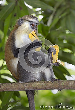 Mona monkey (Cercopithecus mona) in a tree. Stock Photo