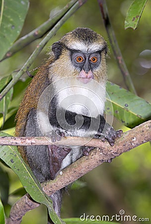 Mona monkey (Cercopithecus mona) in a tree. Stock Photo