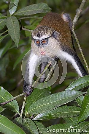 Mona monkey (Cercopithecus mona) in a tree. Stock Photo