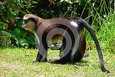 Mona Monkey on the grass. Stock Photo