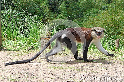 Mona Monkey Stock Photo