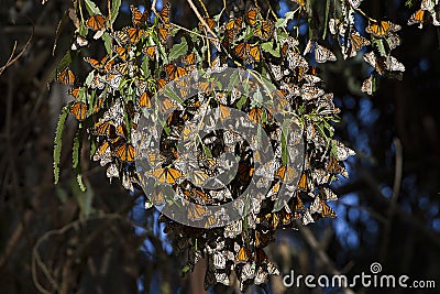 The Monarch Branch Stock Photo