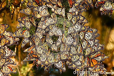 Monarch Butterflies Stock Photo