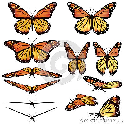 Monarch butterflies Vector Illustration
