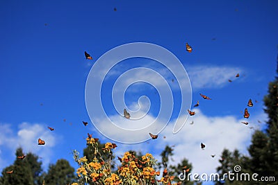 Monarch Butterflies, Michoacan, Mexico Stock Photo