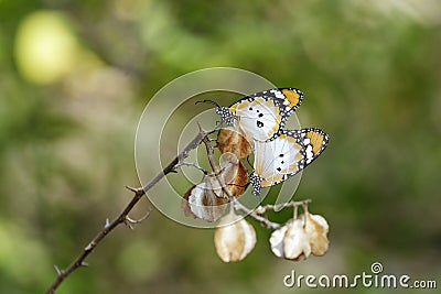 Monarch butterflies perched on a twig Stock Photo