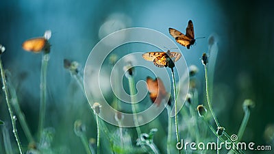 Monarch butterflies pollination on flowers fields Stock Photo