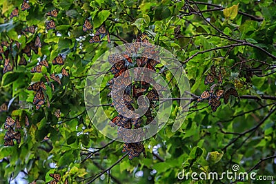 Monarch butterflies roosting Stock Photo