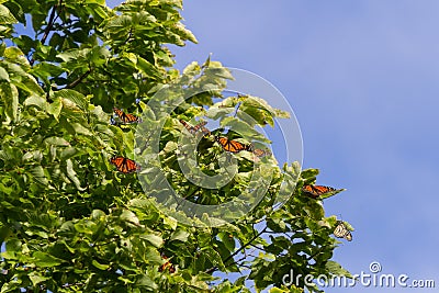Monarch Butterflies roosting at Point Pelee Stock Photo