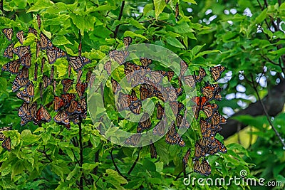 Monarch butterflies roosting Stock Photo