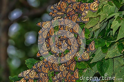 Monarch butterflies roosting Stock Photo