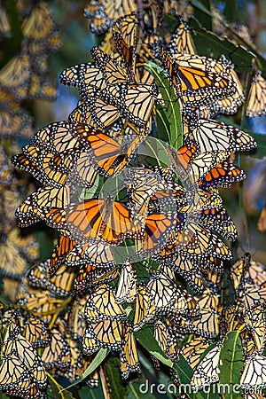 Monarch Butterflies Stock Photo