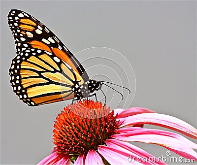 Monarch Butterfly Stock Photo