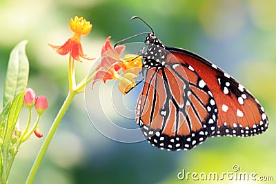 Monarch butterfly Stock Photo