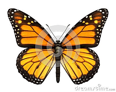 Monarch Butterfly Stock Photo