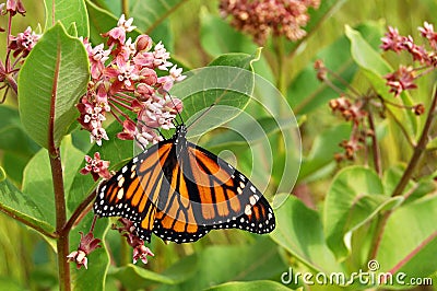 Monarch butterfly Stock Photo