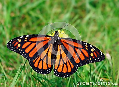 Monarch butterfly Stock Photo